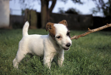 Jack Russell Terrier