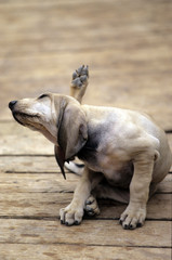 Italian Hound dog scratching