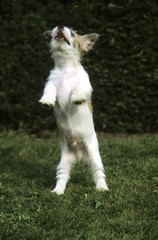 Jack Russell Terrier