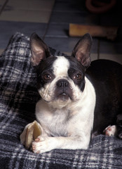 Fototapeta premium Boston Bull Terrier