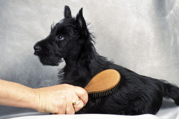 Scottish Terrier