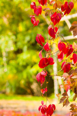 Red leaves of wild grapes on a blurred background. Autumn colored leaves in the sun. Background from multicolored leaves. Copy space