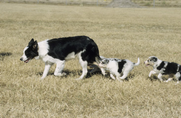 Border Collie