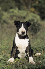 English Bull Terrier