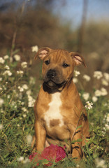 American Staffordshire Terrier