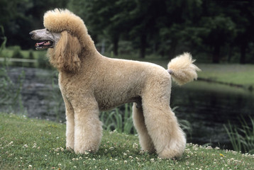 Standard Poodle dog in profile