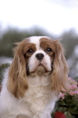 Cavalier King Charles Spaniel portrait