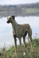 Obraz na płótnie Canvas Arabian Greyhound