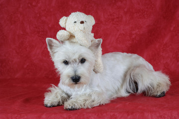 West Highland White Terrier