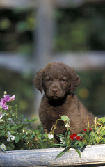 Chesapeake Bay Retriever