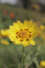 a yellow flower 