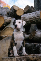 Obraz na płótnie Canvas American Staffordshire Terrier
