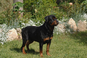 Rottweiler