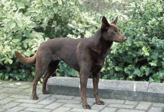 1 085 Best Australian Kelpie Images Stock Photos Vectors Adobe Stock