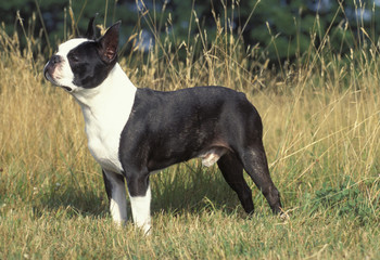 Boston Bull Terrier