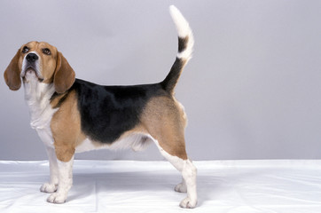 Beagle