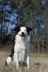 Border Collie