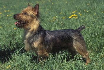 Australian Terrier