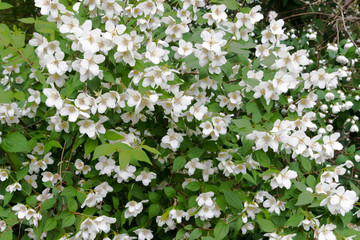 Close up of jasmine flowers in a garden, branch with white flowers.
