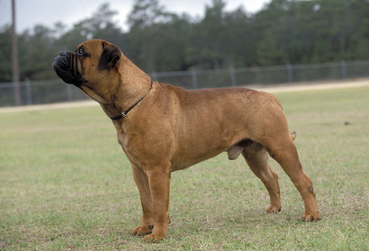 Bullmastiff