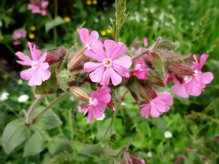 Fototapeta premium Fleurs de silène dioïque (Silene dioica) dans la nature. 