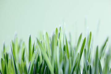 Close up of green grass