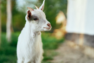 Obraz premium portrait of a goat