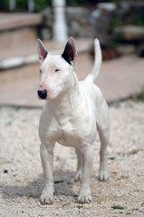 English Bull Terrier