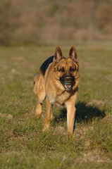 German Shepherd