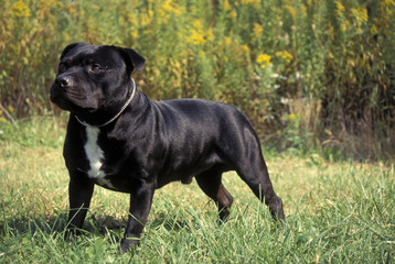 Staffordshire Bull Terrier