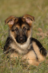 German Shepherd