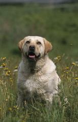 Labrador Retriever