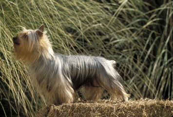 Silky Terrier