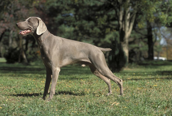 Weimaraner