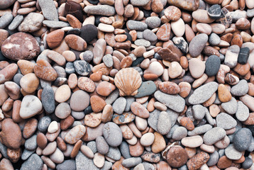 Multicolored colorful sea pebbles with shell, natural background, texture.Close-up texture of colorful sea pebble with shell . Small Rock. Sea background
