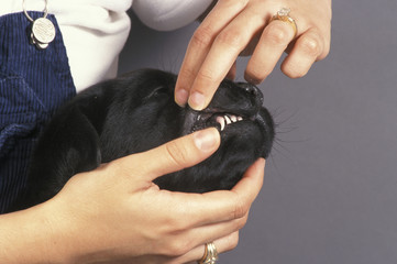 Obraz premium Labrador Retriever