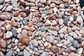 Multicolored colorful sea pebbles with shell, natural background, texture.Close-up texture of colorful sea pebble with shell . Small Rock. Sea background