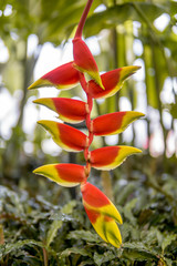 tropical red and yellow flower