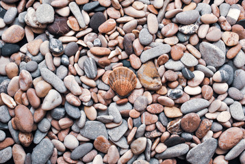 Multicolored colorful sea pebbles with shell, natural background, texture.Close-up texture of colorful sea pebble with shell . Small Rock. Sea background