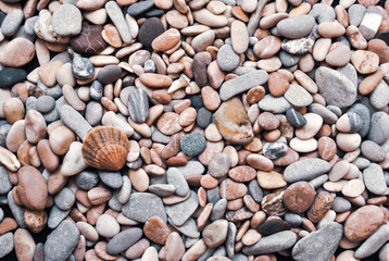 Multicolored colorful sea pebbles with shell, natural background, texture.Close-up texture of colorful sea pebble with shell . Small Rock. Sea background