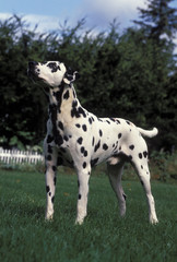Dalmatian