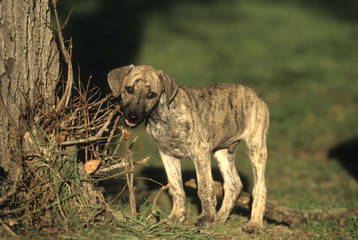 Obraz premium Arabian Greyhound