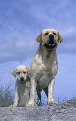 Labrador Retriever