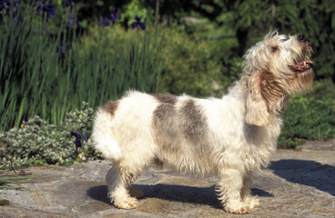 Petit Basset Griffon Vendeen