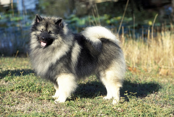 German Spitz Wolf
