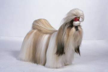 Shih Tzu