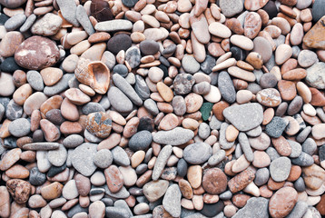 Multicolored colorful sea pebbles with shell, natural background, texture.Close-up texture of colorful sea pebble with shell . Small Rock. Sea background