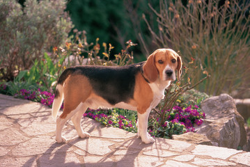 Beagle