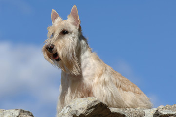 Scottish Terrier