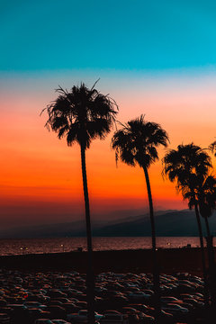 Row of palm trees in parking lot at sunset